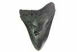 Bargain, Fossil Megalodon Tooth - South Carolina #135460-1